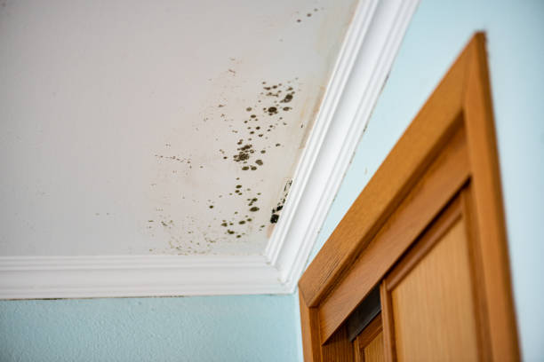 Best Bathroom Mold Remediation in Boulevard Gardens, FL