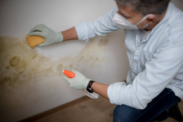 Best Crawl Space Mold Remediation in Boulevard Gardens, FL