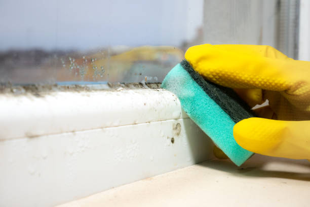Best Residential Mold Remediation in Boulevard Gardens, FL
