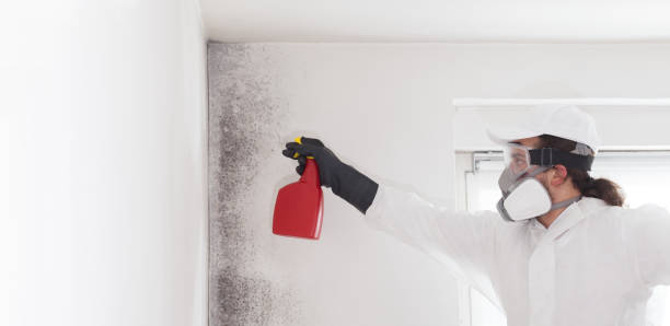 Best Industrial Mold Remediation in Boulevard Gardens, FL