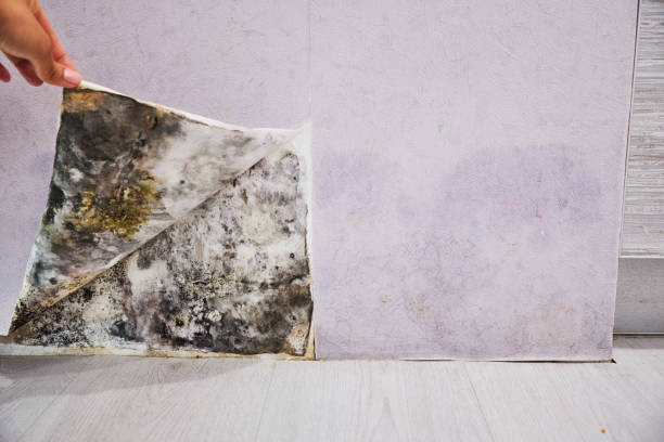 Best Insurance-Related Mold Remediation in Boulevard Gardens, FL